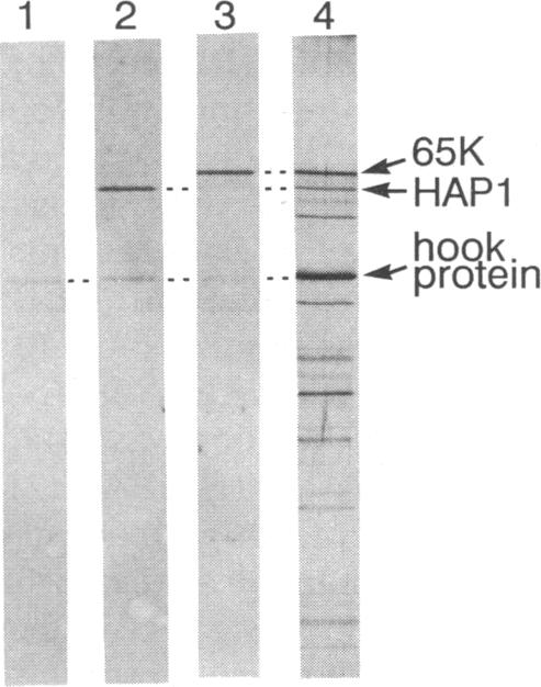 graphic file with name pnas00336-0134-a.jpg