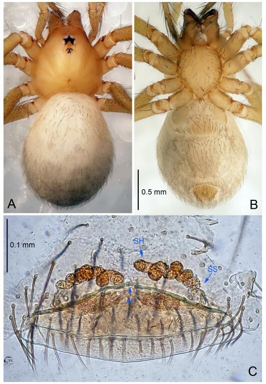 A: Habitus, dorsal view; B: Habitus, ventral view; C: Spermathecae, dorsal view. At: atrium; SS: spermathecae stalk; SH: spermathecae.