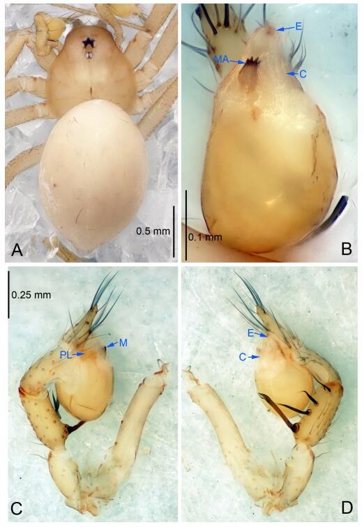 A: Habitus, dorsal view; B: Palpal bulb, ventral view; C: Palp, prolateral view; D: Palp, retrolateral view. PL: prolateral lobe; E: embolus; C: conductor; MA: median apophysis.