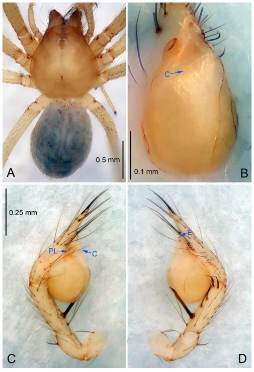 A: Habitus, dorsal view; B: Palpal bulb, ventral view; C: Palp, prolateral view; D: Palp, retrolateral view. PL: prolateral lobe; E: embolus; C: conductor.