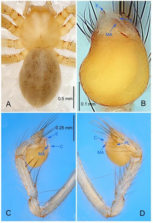 A: Habitus, dorsal view; B: Right palpal bulb, ventral view; C: Right palp, retrolateral view; D: Right palp, prolateral view. PL: prolateral lobe; E: embolus; C: conductor; MA: median apophysis.