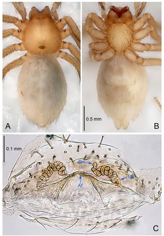 A: Habitus, dorsal view; B: Habitus, ventral view; C: Spermathecae, dorsal view. At: atrium; SS: spermathecae stalk; SH: spermathecae.