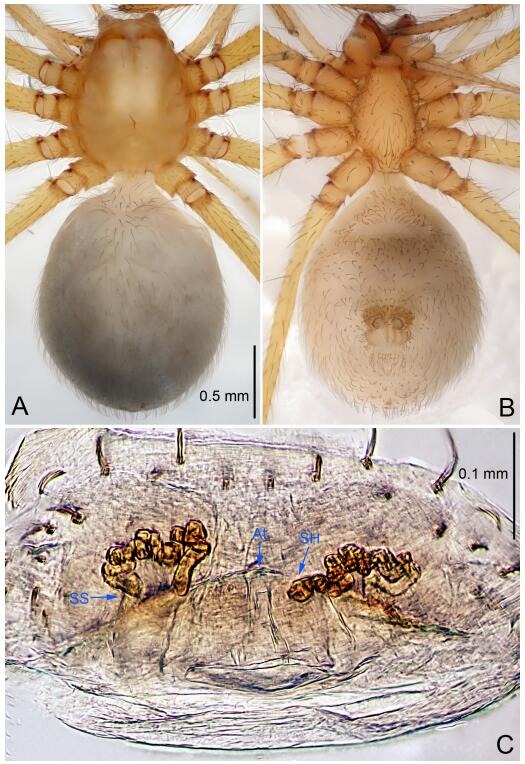 A: Habitus, dorsal view; B: Habitus, ventral view; C: Spermathecae, dorsal view. At: atrium; SS: spermathecae stalk; SH: spermathecae.