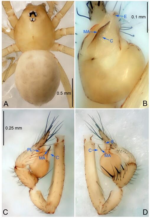 A: Habitus, dorsal view; B: Palpal bulb, ventral view; C: Palp, prolateral view; D: Palp, retrolateral view. PL: prolateral lobe; E: embolus; C: conductor; MA: median apophysis.