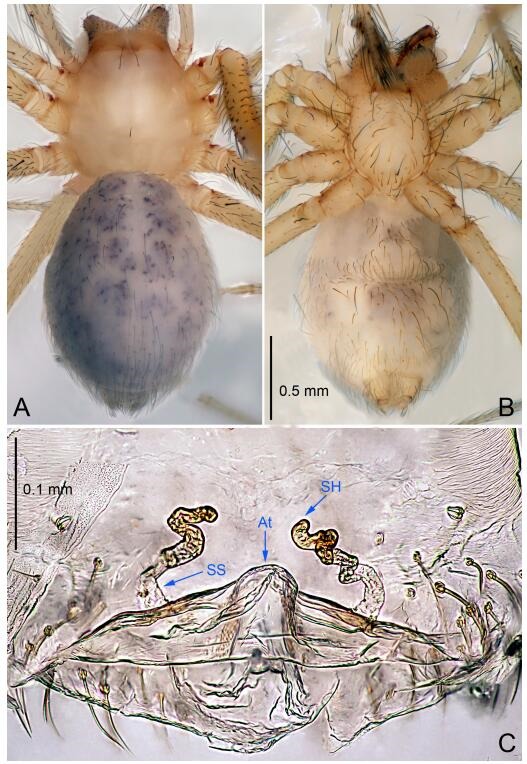 A: Habitus, dorsal view; B: Habitus, ventral view; C: Spermathecae, dorsal view. At: atrium; SS: spermathecae stalk; SH: spermathecae.