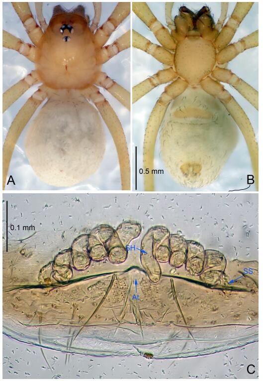 A: Habitus, dorsal view; B: Habitus, ventral view; C: Spermathecae, dorsal view. At: atrium; SS: spermathecae stalk; SH: spermathecae.