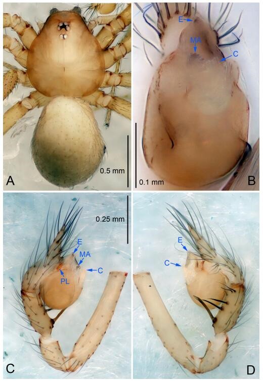 A: Habitus, dorsal view; B: Palpal bulb, ventral view; C: Palp, prolateral view; D: Palp, retrolateral view. PL: prolateral lobe; E: embolus; C: conductor; MA: median apophysis.