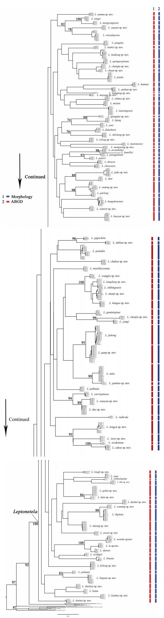 Numbers at nodes show bootstrap support (> 74). Species names and locality group terminals according to consensus results of species delimitation approaches.