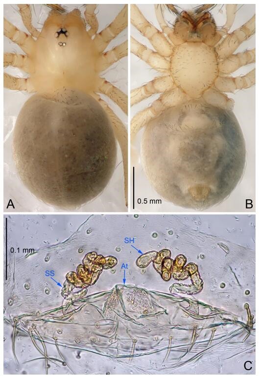 A: Habitus, dorsal view; B: Habitus, ventral view; C: Spermathecae, dorsal view. At: atrium; SS: spermathecae stalk; SH: spermathecae.