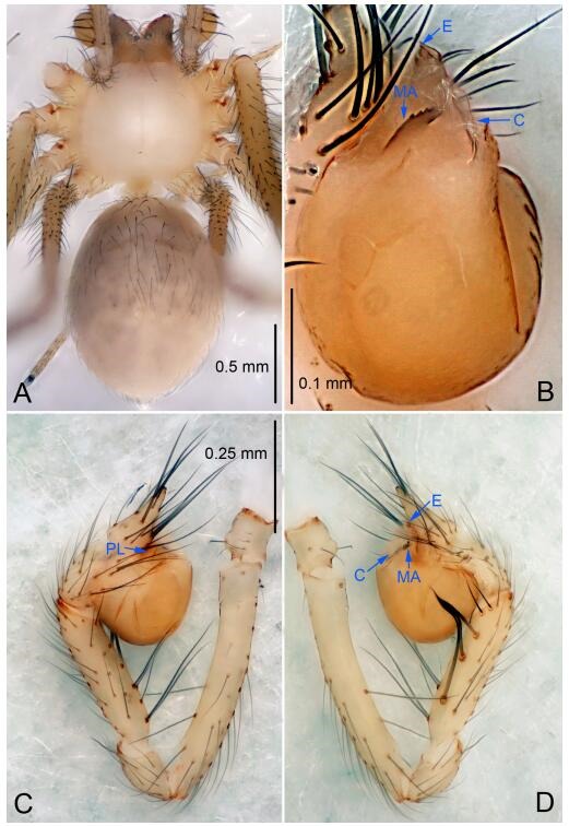 A: Habitus, dorsal view; B: Palpal bulb, ventral view; C: Palp, prolateral view; D: Palp, retrolateral view. PL: prolateral lobe; E: embolus; C: conductor; MA: median apophysis.