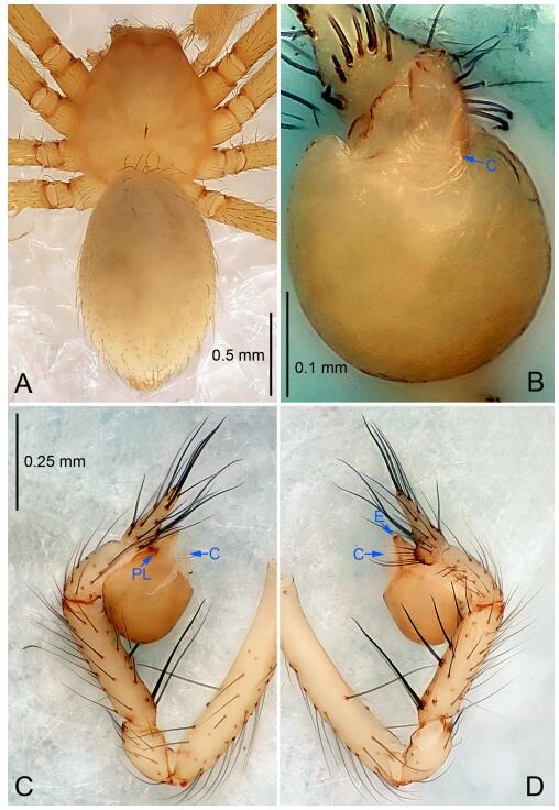 A: Habitus, dorsal view; B: Palpal bulb, ventral view; C: Palp, prolateral view; D: Palp, retrolateral view. PL: prolateral lobe; E: embolus; C: conductor.