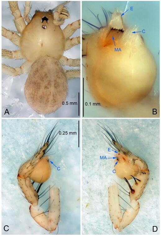 A: Habitus, dorsal view; B: Palpal bulb, ventral view; C: Palp, prolateral view; D: Palp, retrolateral view. PL: prolateral lobe; E: embolus; C: conductor; MA: median apophysis.