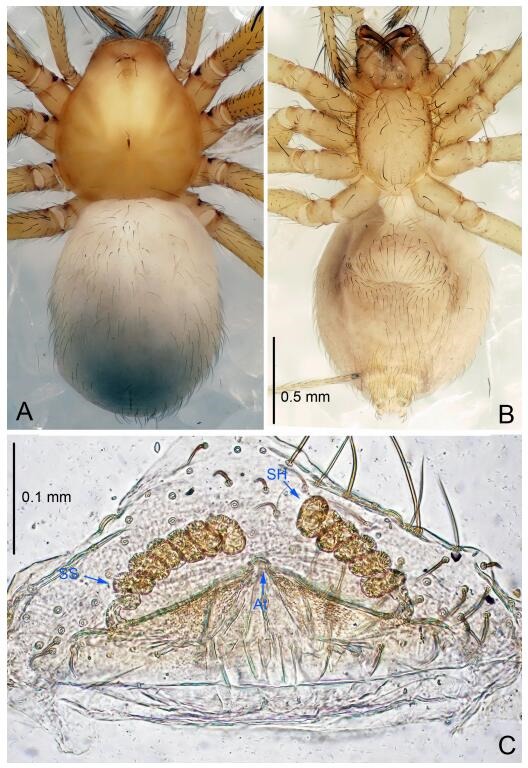 A: Habitus, dorsal view; B: Habitus, ventral view; C: Spermathecae, dorsal view. At: atrium; SS: spermathecae stalk; SH: spermathecae.