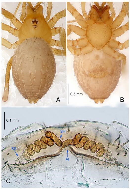 A: Habitus, dorsal view; B: Habitus, ventral view; C: Spermathecae, dorsal view. At: atrium; SS: spermathecae stalk; SH: spermathecae.