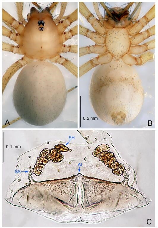 A: Habitus, dorsal view; B: Habitus, ventral view; C: Spermathecae, dorsal view. At: atrium; SS: spermathecae stalk; SH: spermathecae.