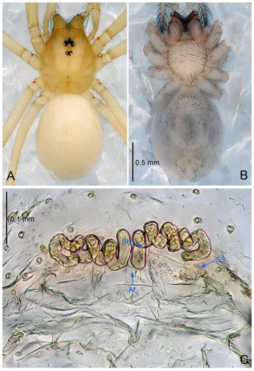 A: Habitus, dorsal view; B: Habitus, ventral view; C: Spermathecae, dorsal view. At: atrium; SS: spermathecae stalk; SH: spermathecae.