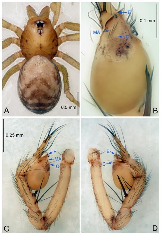 A: Habitus, dorsal view; B: Palpal bulb, ventral view; C: Palp, prolateral view; D: Palp, retrolateral view. PL: prolateral lobe; E: embolus; C: conductor; MA: median apophysis.