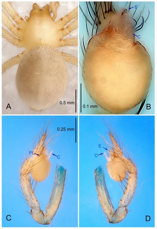 A: Habitus, dorsal view; B: Palpal bulb, ventral view; C: Palp, prolateral view; D: Palp, retrolateral view. PL: prolateral lobe; E: embolus; C: conductor.