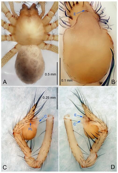 A: Habitus, dorsal view; B: Palpal bulb, ventral view; C: Palp, prolateral view; D: Palp, retrolateral view. PL: prolateral lobe; E: embolus; C: conductor.