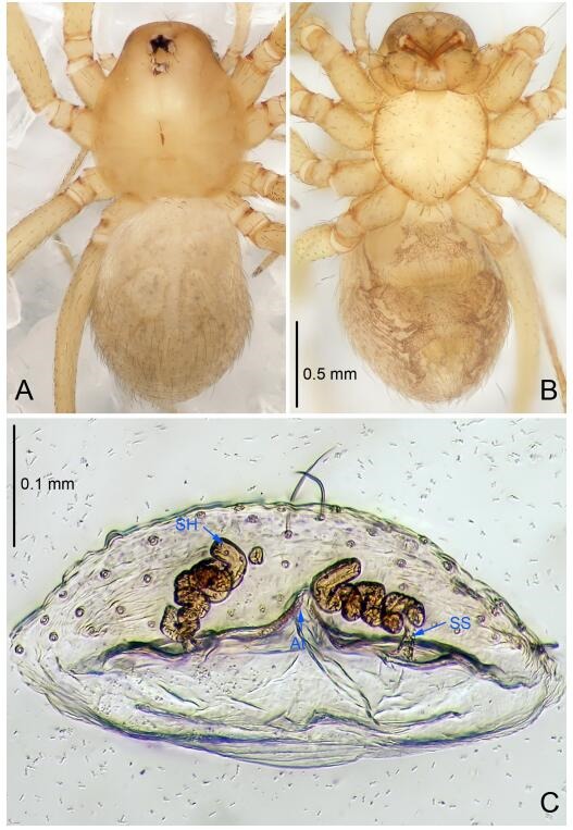 A: Habitus, dorsal view; B: Habitus, ventral view; C: Spermathecae, dorsal view. At: atrium; SS: spermathecae stalk; SH: spermathecae.