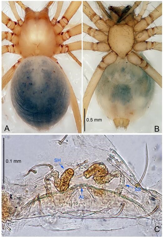 A: Habitus, dorsal view; B: Habitus, ventral view; C: Spermathecae, dorsal view. At: atrium; SS: spermathecae stalk; SH: spermathecae.