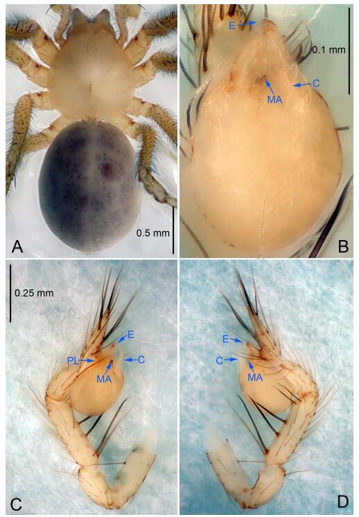 A: Habitus, dorsal view; B: Palpal bulb, ventral view; C: Palp, prolateral view; D: Palp, retrolateral view. PL: prolateral lobe; E: embolus; C: conductor; MA: median apophysis.