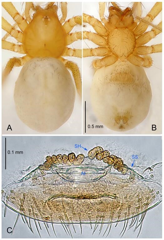 A: Habitus, dorsal view; B: Habitus, ventral view; C: Spermathecae, dorsal view. At: atrium; SS: spermathecae stalk; SH: spermathecae.