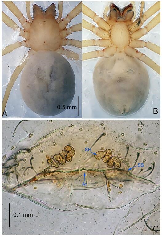 A: Habitus, dorsal view; B: Habitus, ventral view; C: Spermathecae, dorsal view. At: atrium; SS: spermathecae stalk; SH: spermathecae.