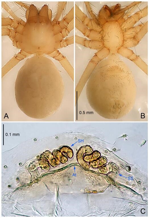 A: Habitus, dorsal view; B: Habitus, ventral view; C: Spermathecae, dorsal view. At: atrium; SS: spermathecae stalk; SH: spermathecae.