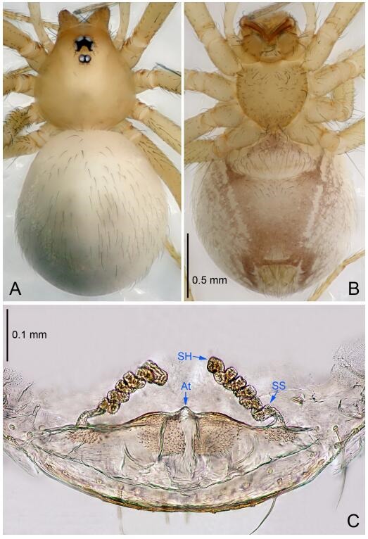 A: Habitus, dorsal view; B: Habitus, ventral view; C: Spermathecae, dorsal view. At: atrium; SS: spermathecae stalk; SH: spermathecae.