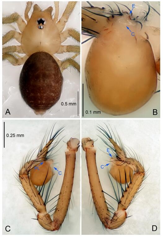 A: Habitus, dorsal view; B: Palpal bulb, ventral view; C: Palp, prolateral view; D: Palp, retrolateral view. PL: prolateral lobe; E: embolus; C: conductor.