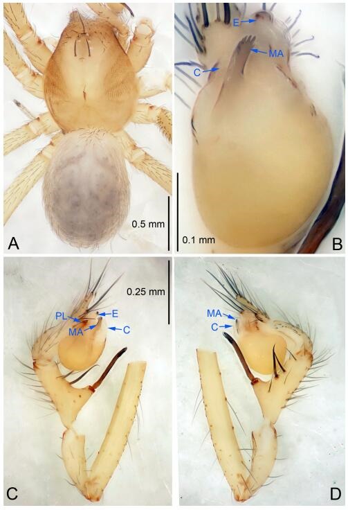 A: Habitus, dorsal view; B: Palpal bulb, ventral view; C: Palp, prolateral view; D: Palp, retrolateral view. PL: prolateral lobe; E: embolus; C: conductor; MA: median apophysis.