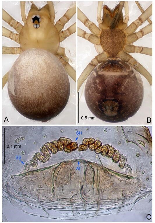 A: Habitus, dorsal view; B: Habitus, ventral view; C: Spermathecae, dorsal view. At: atrium; SS: spermathecae stalk; SH: spermathecae.