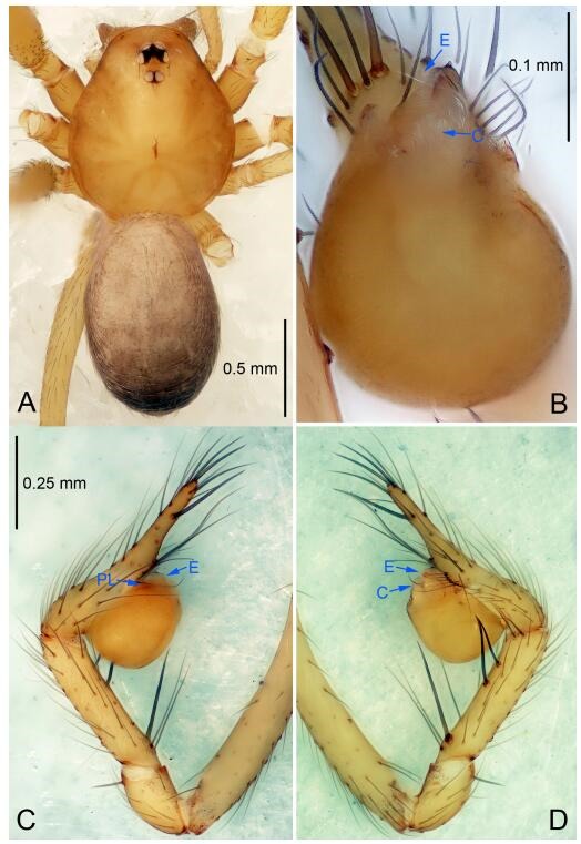 A: Habitus, dorsal view; B: Palpal bulb, ventral view; C: Palp, prolateral view; D: Palp, retrolateral view. PL: prolateral lobe; E: embolus; C: conductor.