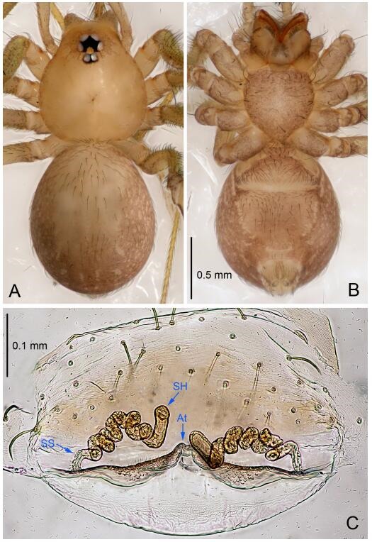 A: Habitus, dorsal view; B: Habitus, ventral view; C: Spermathecae, dorsal view. At: atrium; SS: spermathecae stalk; SH: spermathecae.