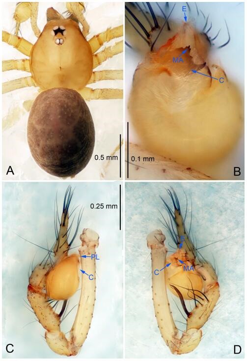 A: Habitus, dorsal view; B: Palpal bulb, ventral view; C: Palp, prolateral view; D: Palp, retrolateral view. PL: prolateral lobe; E: embolus; C: conductor; MA: median apophysis.