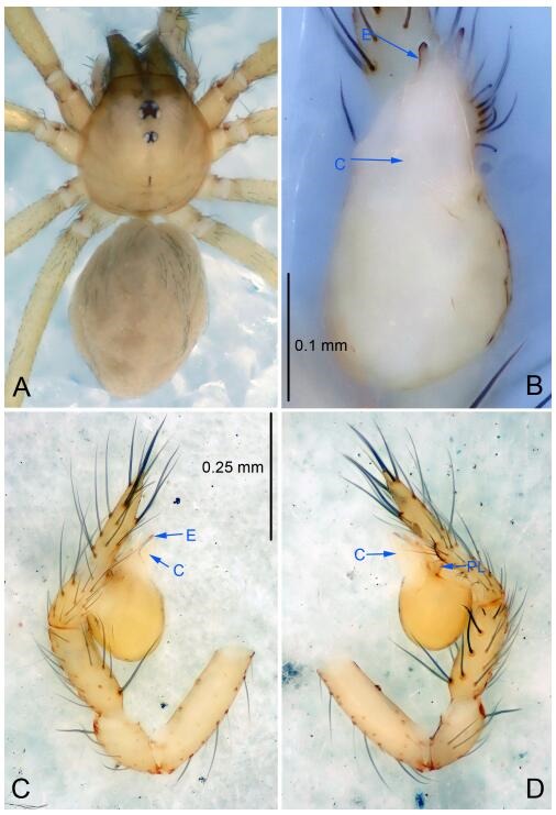 A: Habitus, dorsal view; B: Palpal bulb, ventral view; C: Palp, prolateral view; D: Palp, retrolateral view. PL: prolateral lobe; E: embolus; C: conductor; MA: median apophysis.