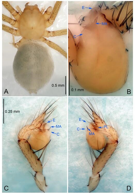 A: Habitus, dorsal view; B: Right palpal bulb, ventral view; C: Right palp, retrolateral view; D: Right palp, prolateral view. PL: prolateral lobe; E: embolus; C: conductor; MA: median apophysis.