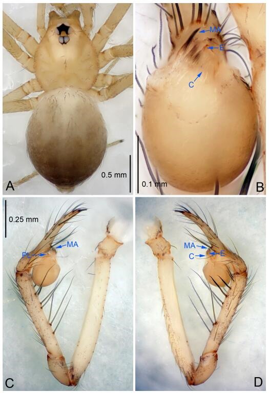 A: Habitus, dorsal view; B: Palpal bulb, ventral view; C: Palp, prolateral view; D: Palp, retrolateral view. PL: prolateral lobe; E: embolus; C: conductor; MA: median apophysis.