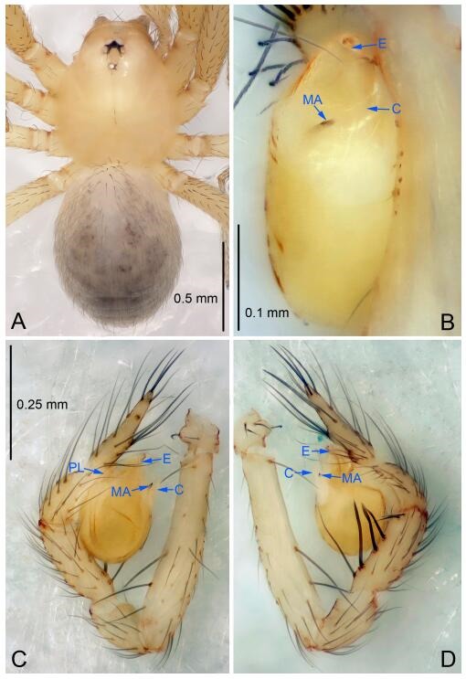 A: Habitus, dorsal view; B: Palpal bulb, ventral view; C: Palp, prolateral view; D: Palp, retrolateral view. PL: prolateral lobe; E: embolus; C: conductor; MA: median apophysis.