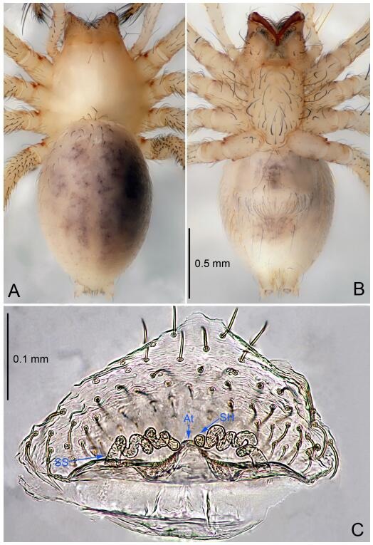 A: Habitus, dorsal view; B: Habitus, ventral view; C: Spermathecae, dorsal view. At: atrium; SS: spermathecae stalk; SH: spermathecae.