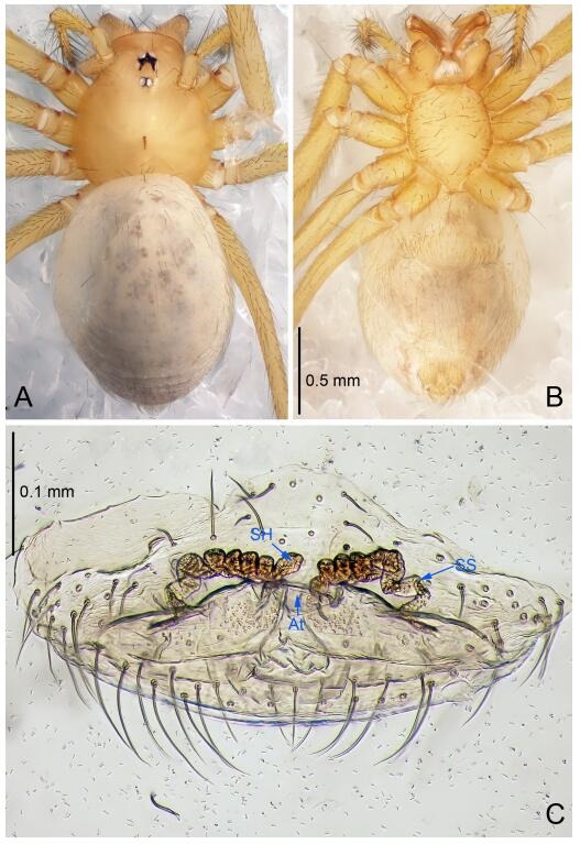 A: Habitus, dorsal view; B: Habitus, ventral view; C: Spermathecae, dorsal view. At: atrium; SS: spermathecae stalk; SH: spermathecae.