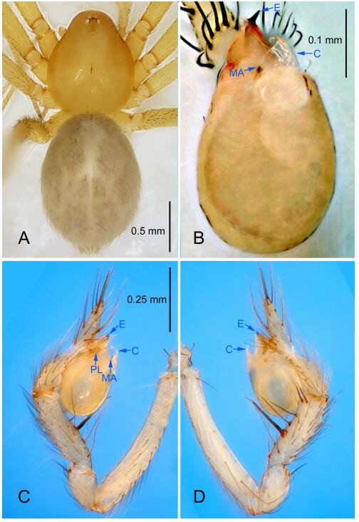 A: Habitus, dorsal view; B: Palpal bulb, ventral view; C: Palp, prolateral view; D: Palp, retrolateral view. PL: prolateral lobe; E: embolus; C: conductor; MA: median apophysis.