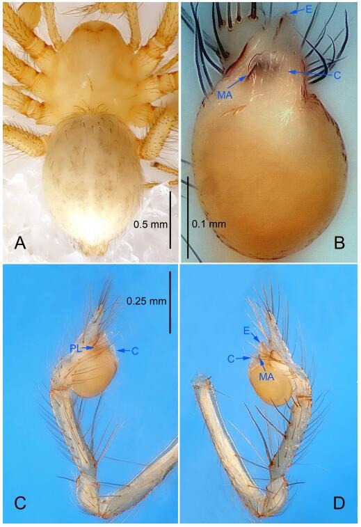 A: Habitus, dorsal view; B: Palpal bulb, ventral view; C: Palp, prolateral view; D: Palp, retrolateral view. PL: prolateral lobe; E: embolus; C: conductor; MA: median apophysis.