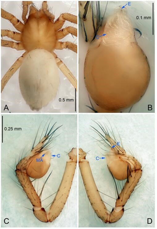 A: Habitus, dorsal view; B: Palpal bulb, ventral view; C: Palp, prolateral view; D: Palp, retrolateral view. PL: prolateral lobe; E: embolus; C: conductor; MA: median apophysis.