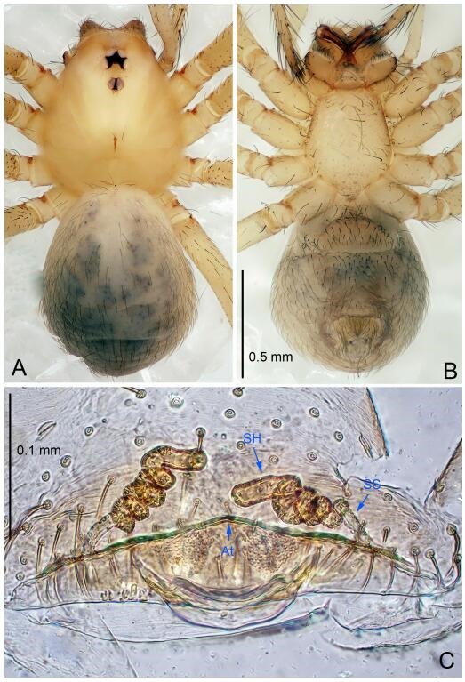 A: Habitus, dorsal view; B: Habitus, ventral view; C: Spermathecae, dorsal view. At: atrium; SS: spermathecae stalk; SH: spermathecae.