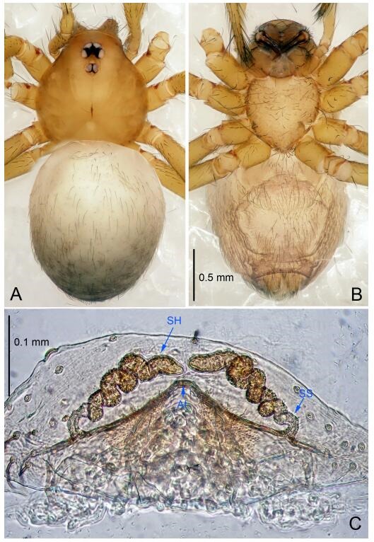 A: Habitus, dorsal view; B: Habitus, ventral view; C: Spermathecae, dorsal view. At: atrium; SS: spermathecae stalk; SH: spermathecae.