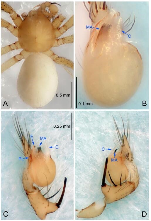 A: Habitus, dorsal view; B: Palpal bulb, ventral view; C: Palp, prolateral view; D: Palp, retrolateral view. PL: prolateral lobe; E: embolus; C: conductor; MA: median apophysis.