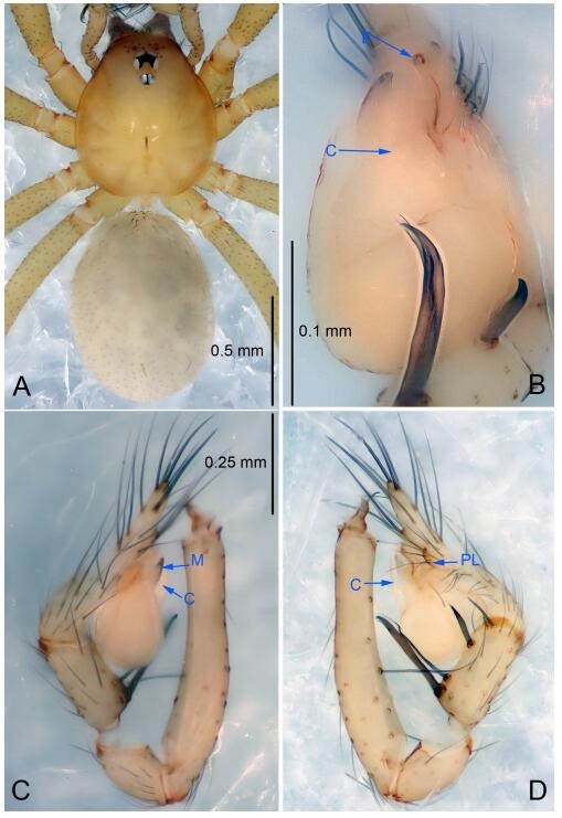 A: Habitus, dorsal view; B: Palpal bulb, ventral view; C: Palp, prolateral view; D: Palp, retrolateral view. PL: prolateral lobe; E: embolus; C: conductor; MA: median apophysis.