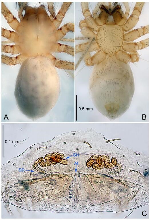 A: Habitus, dorsal view; B: Habitus, ventral view; C: Spermathecae, dorsal view. At: atrium; SS: spermathecae stalk; SH: spermathecae.